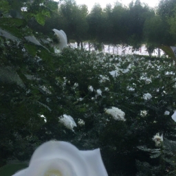 白玫瑰的花语是什么(围绕白玫瑰的花语是什么？)