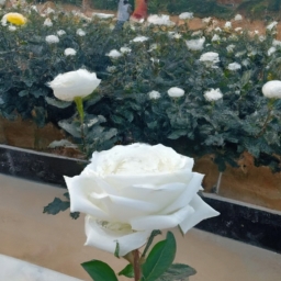 白色玫瑰代表什么(白色玫瑰意义大揭秘！)