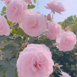 粉色玫瑰代表什么(粉色玫瑰 - 爱情与喜悦的代表)