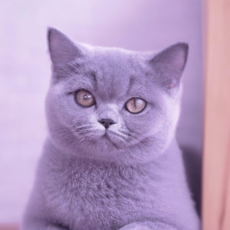 紫色蓝猫怎么样(紫蓝猫谷游戏副本攻略)