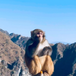 猴子死了高地怎么守啊是哪部视频(猴子死了高地怎么守啊？——看视频学攻略！)
