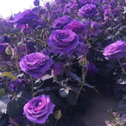 紫色玫瑰代表什么(紫色玫瑰代表什么？)