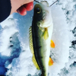 冬天钓鱼的技巧和方法(冬季钓鱼的窍门与技巧)