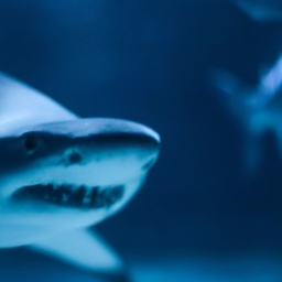 独眼鲨鱼(挑战海洋顶级掠食者，钓一只独眼鲨鱼)