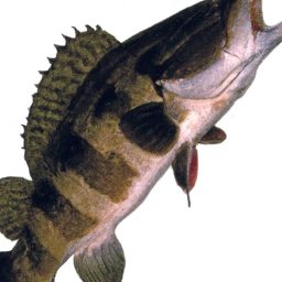 路亚钓翘嘴鱼教学视频(南方的鱼类资源丰富多彩，翘嘴鱼是其中一种常见的小型淡水鱼类，因其嘴翘起而得名。