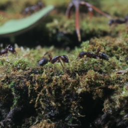 蚂蚁森林怎么获取能量(蚂蚁森林获得能量的技巧)