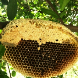 蜂巢罩什么情况下用(蜂巢罩：探秘蜂巢精髓，感受大自然的魅力)