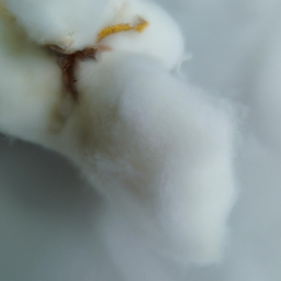 棉短绒是什么(什么是棉短绒？)