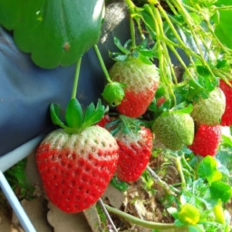 草莓一亩地在多少(草莓一亩地的种植及相关知识)