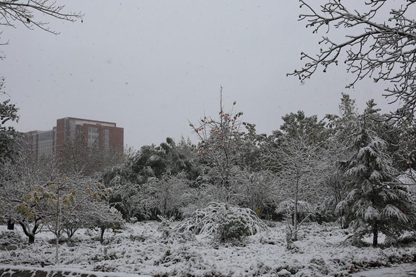 河北科技学院迎来白雪立冬美景（河北科技学院背景）