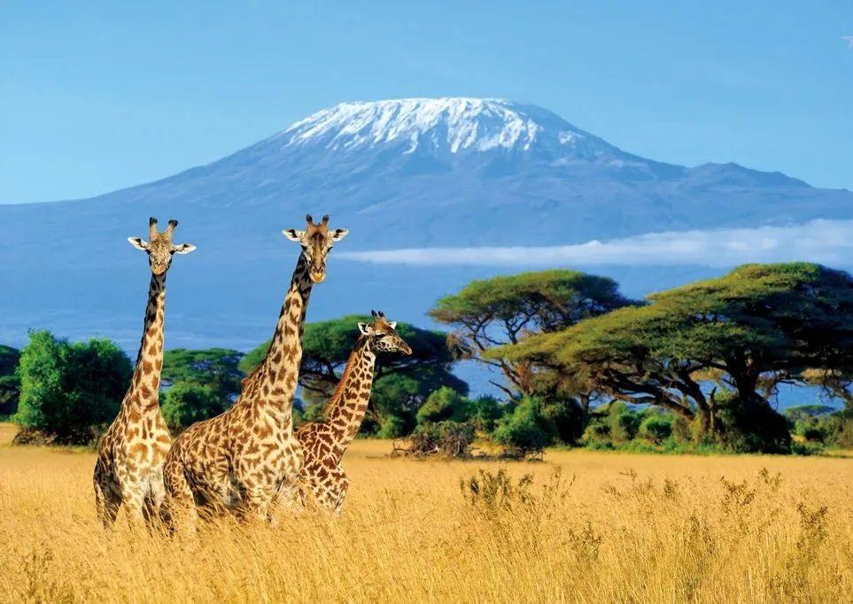 探访坦桑尼亚，领略生命的奇迹（探访坦桑尼亚,领略生命的奇迹是什么）