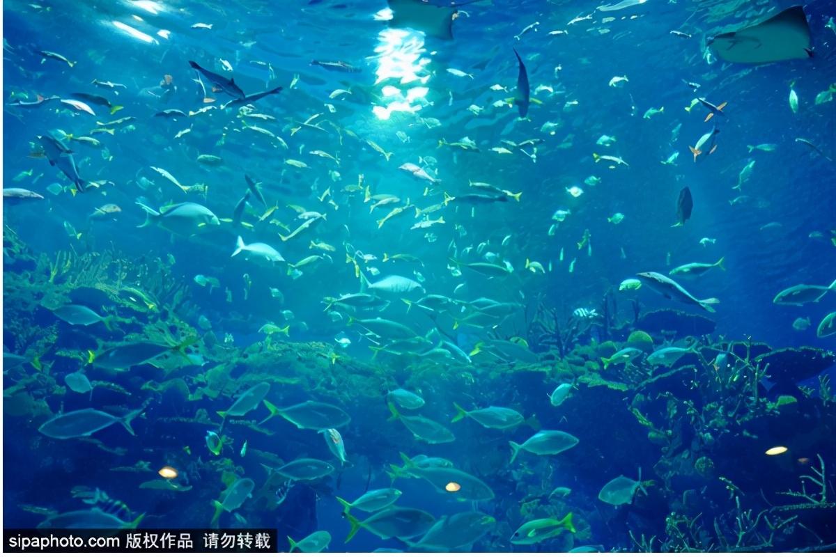 北京海洋馆：网红打卡地（北京的网红打卡地点）