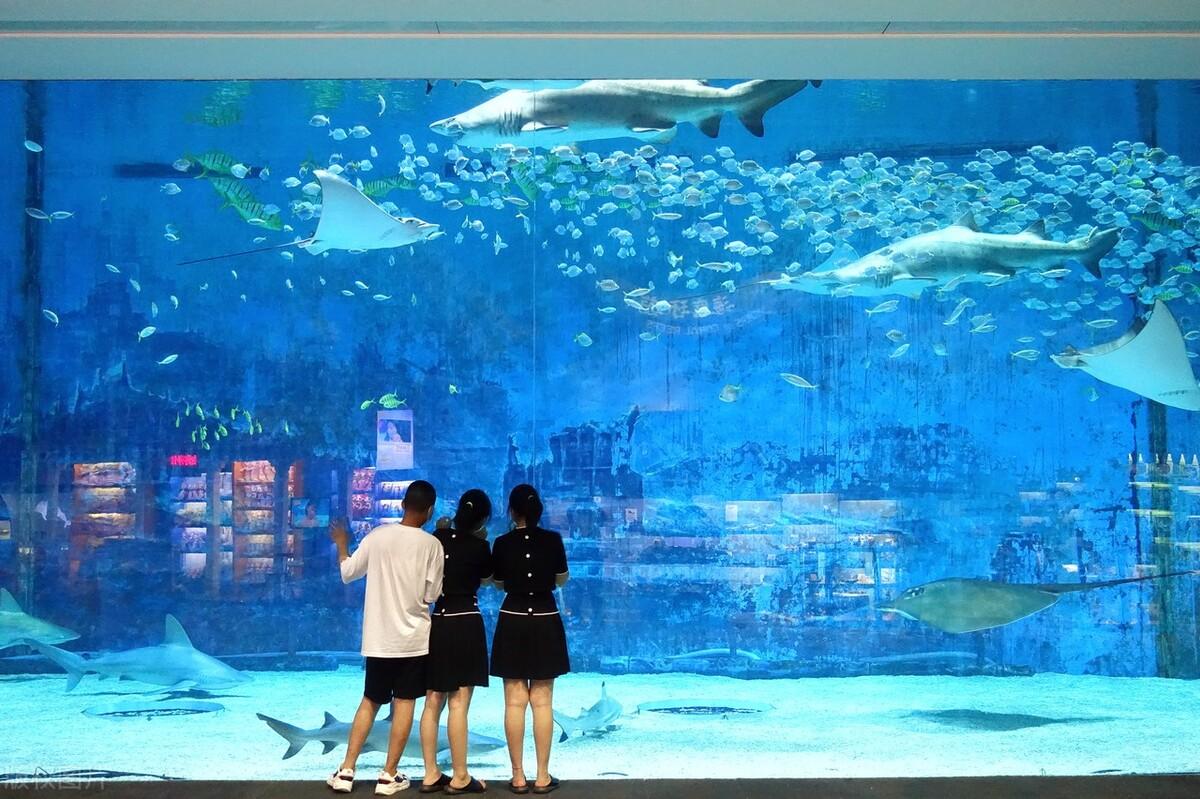 北京海洋馆：夏日遛娃首选（北京海洋馆值得一看吗）