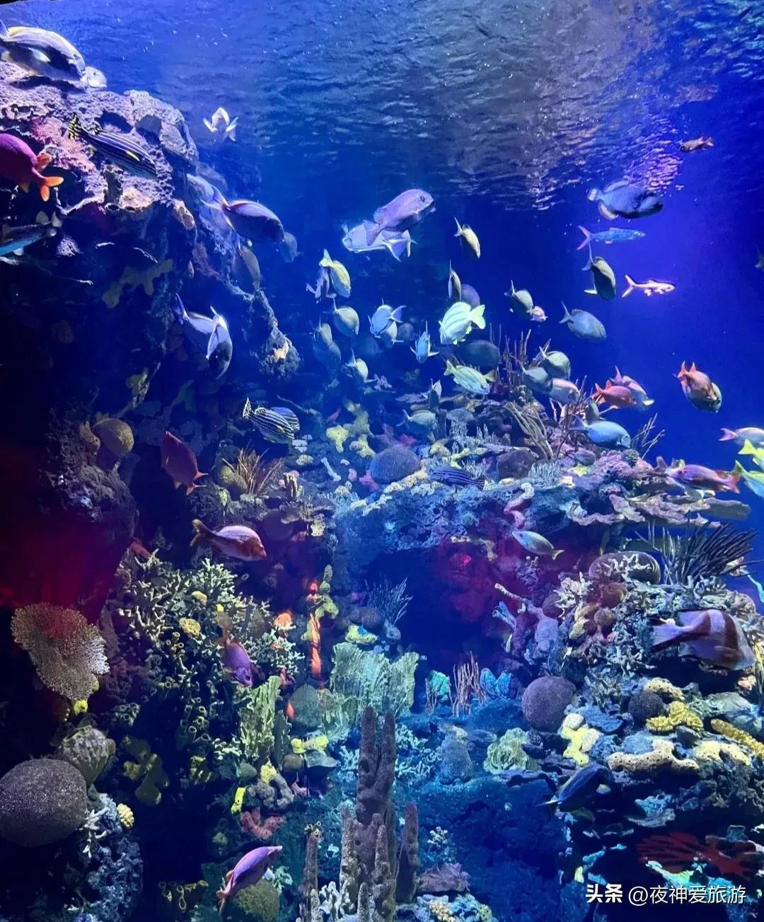 上海长风海洋世界：精致小巧的水族馆（上海长风海洋世界和上海水族馆）